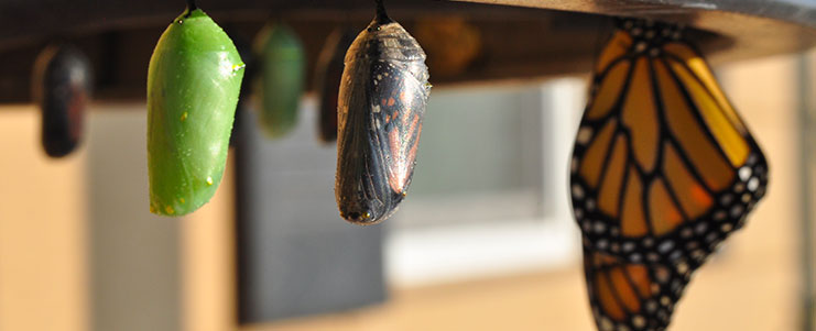 Immagine di bozzoli di farfalla in divertsi stadi, dalla crisalide alla farfalla completa.